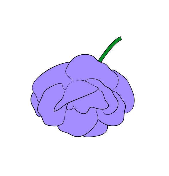 wektorowa ilustracja kwiatu gloxinia - gloxinia stock illustrations