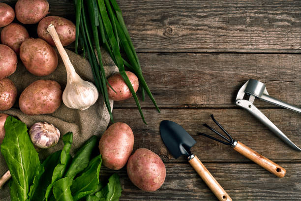 istock Gardening tools and fresh vegetables over wooden background 975025350