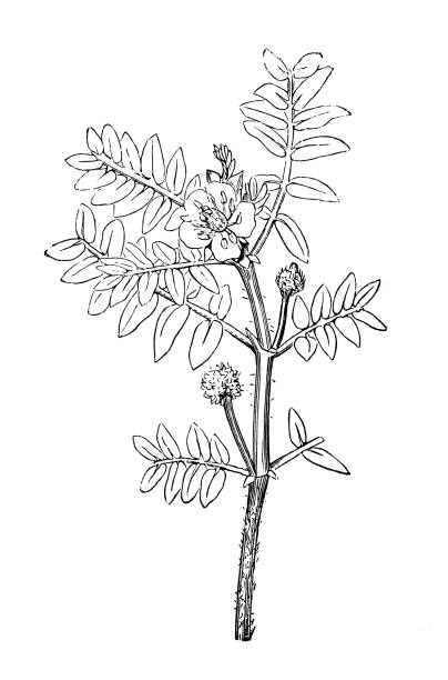 Botany plants antique engraving illustration: Tribulus terrestris Botany plants antique engraving illustration: Tribulus terrestris tribulus terrestris stock illustrations