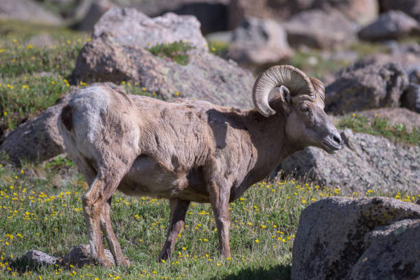 istock Colorado Rocky Mountain Bighorn Sheep 975032018