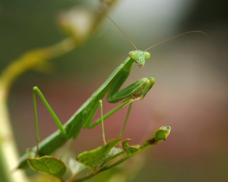 close-up photo of the green praying mantis (Mantis religiosa) Mantis in a Defensive Stance in nature