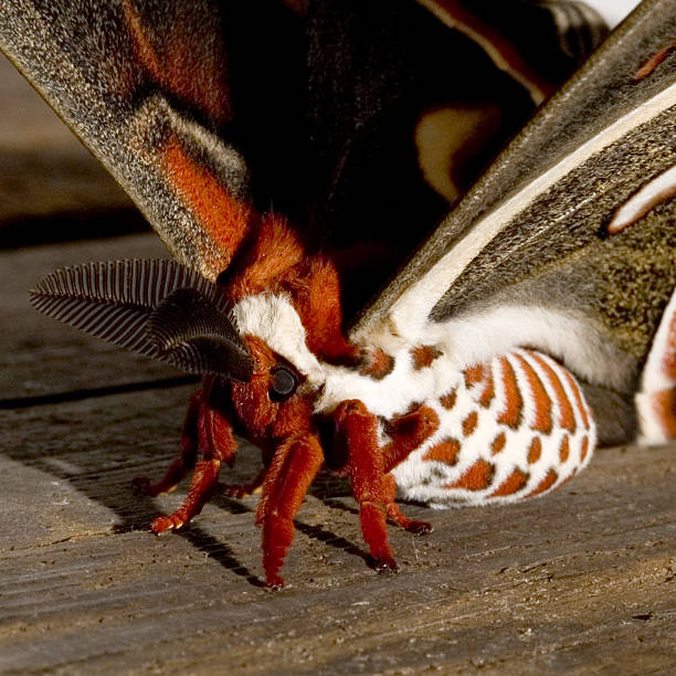 robin motte 2 - moth silk moth night lepidoptera stock-fotos und bilder