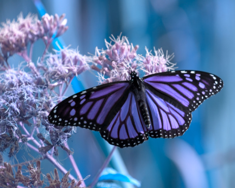 Monarch butterfly on purple aster flower in summer floral background. Female monarch butterflies in autumn blooming asters landscape panoramic banner.
