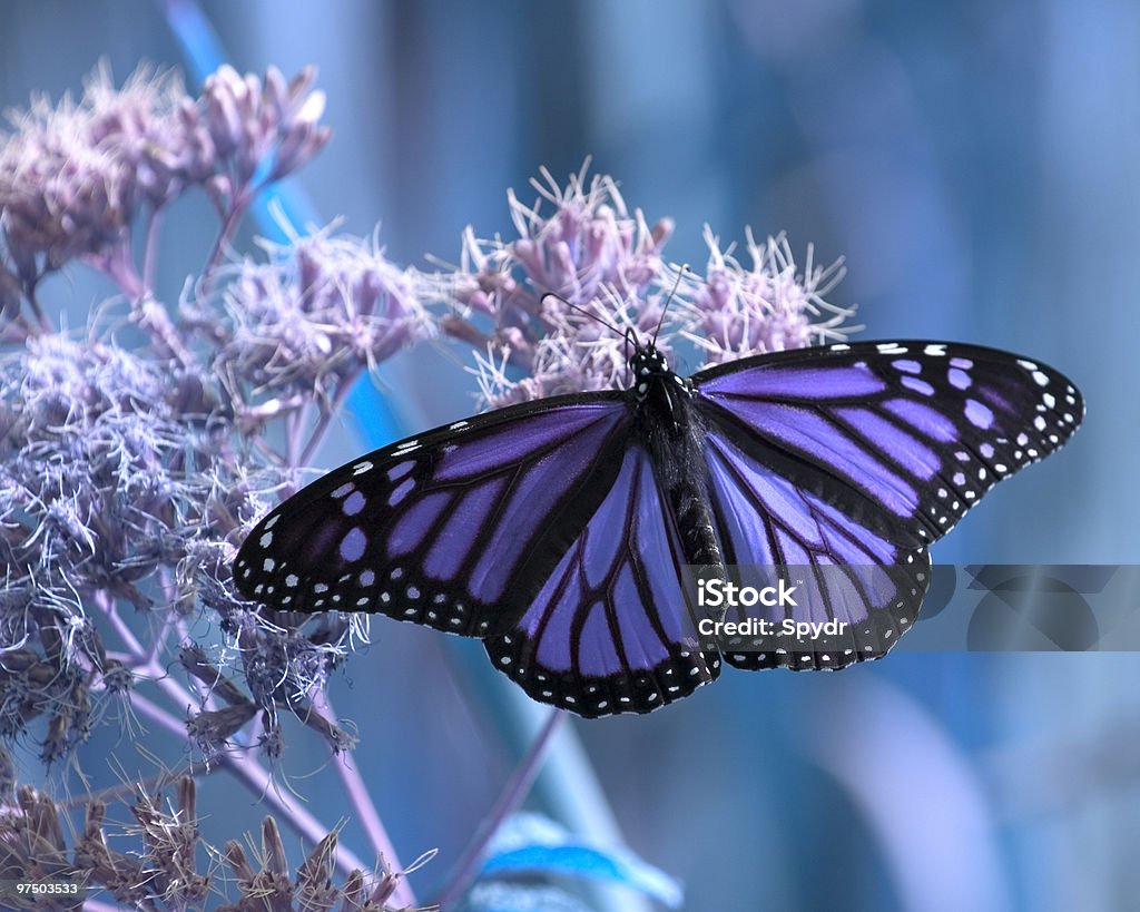 Nature in Blues  Butterfly - Insect Stock Photo