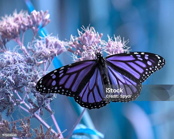 Nature In Blues Stock Photo - Download Image Now - Butterfly - Insect, Purple, Flower