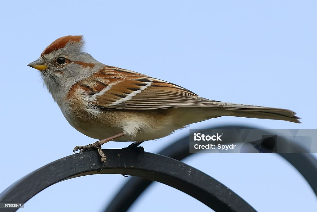 American Tree Sparrow  Animal Stock Photo