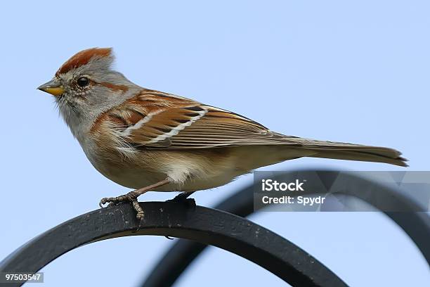 American Tree Sparrow Stock Photo - Download Image Now - Animal, Animal Themes, Animal Wildlife