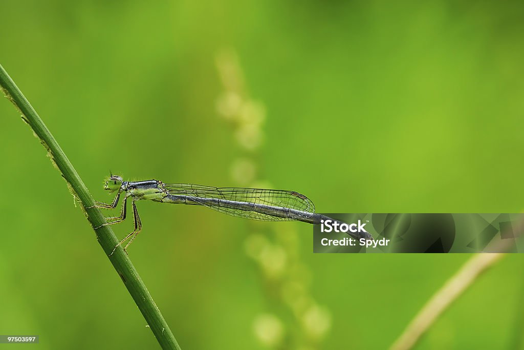 Damselfly  Animal Stock Photo