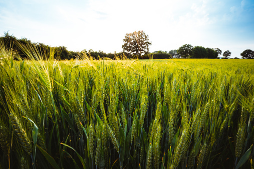 Green wheat field and an oak tree and blue sky on background.