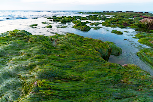 Surfgrass, seagrass, on low tide