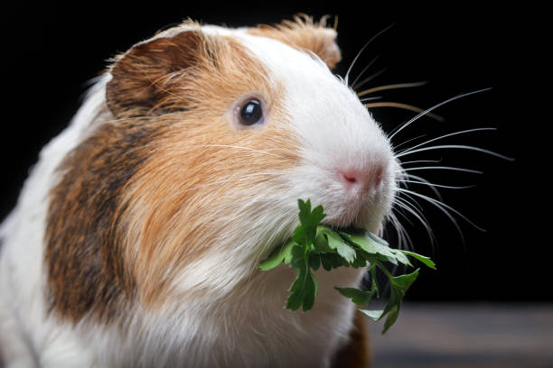 istock A small guinea pig feeds on parsley leaves 975039026