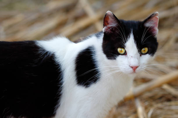 istock Feral black-white cat in the countryside 975040016