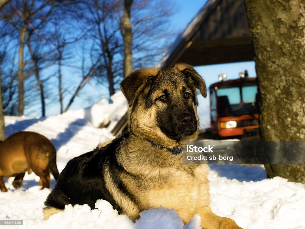 Montanha de Cachorro - Foto de stock de Alpes europeus royalty-free