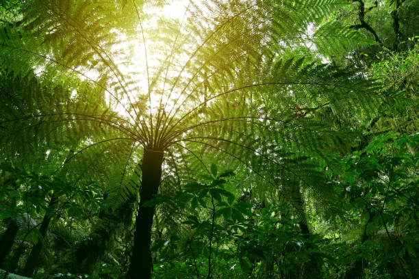 istock Canopy of jungle 975045626