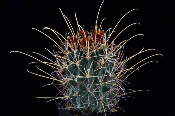 istock Cactus Glandulicactus uncinatus wrightii with flower isolated on Black. 975047376