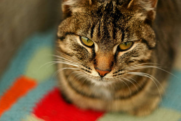 Gato doméstico - foto de stock