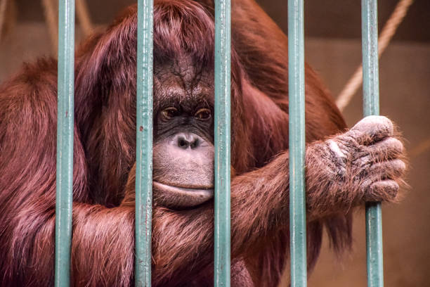 Monkey in cage of zoo