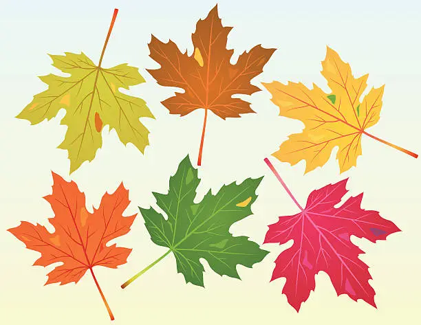 Vector illustration of Fallen Maple Leaves