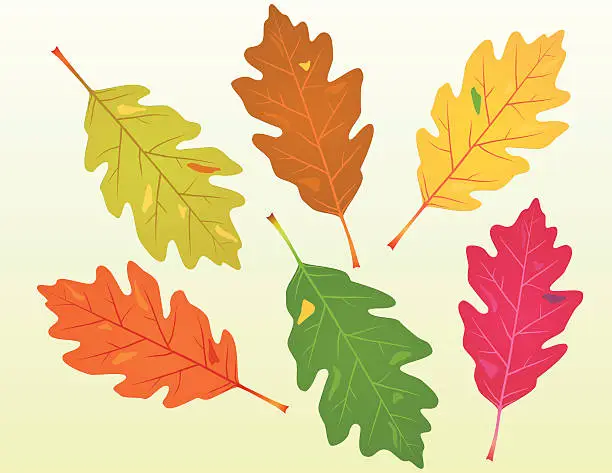 Vector illustration of Fallen Oak Leaves