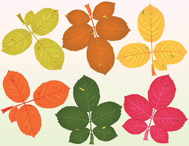 Fallen Rose hojas - ilustración de arte vectorial