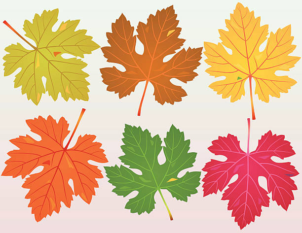 Caído Grapevine hojas - ilustración de arte vectorial
