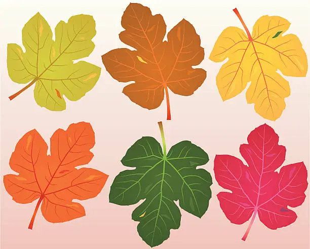 Vector illustration of Fallen Fig Leaves