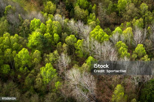 Forest Seen From Above With Green And White Trees Stock Photo - Download Image Now - Denmark, Treetop, Above