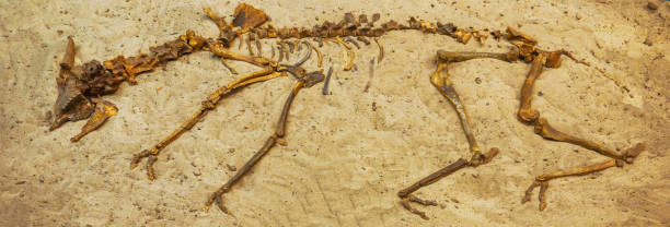 istock Animal skeleton on the sand. Background 975054428