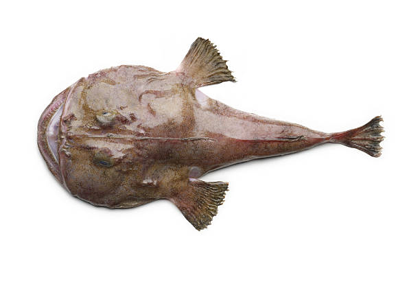 statua del ratto - anglerfish foto e immagini stock