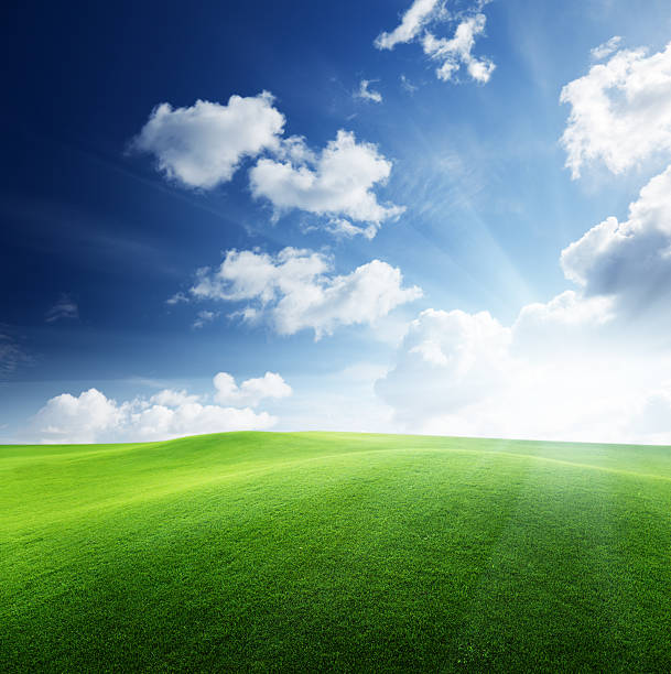 istock field of grass 97505789