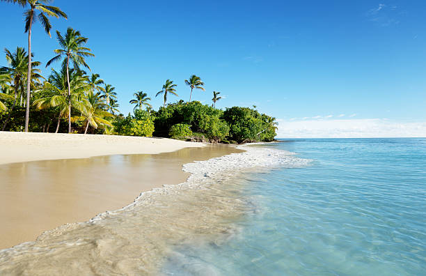 istock caribbean sea and palms 97505790