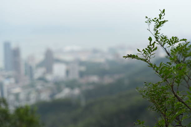 istock A growing tree that witnessing development of Shenzhen 975060698