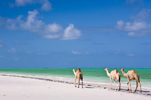 istock Camels on Paradise Beach 97506254