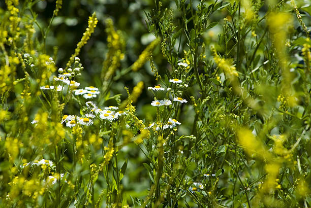 Summer meadow stock photo