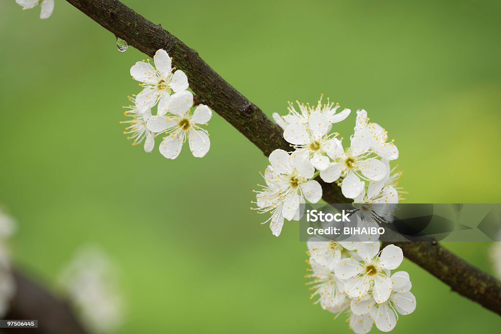 Pear Flower  Backgrounds Stock Photo