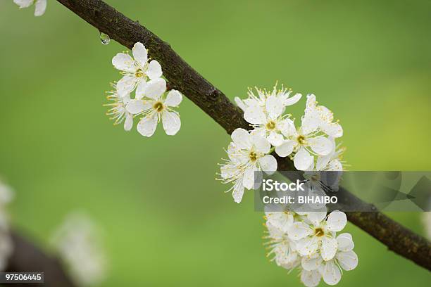 Pear Flower Stock Photo - Download Image Now - Backgrounds, Branch - Plant Part, Bud