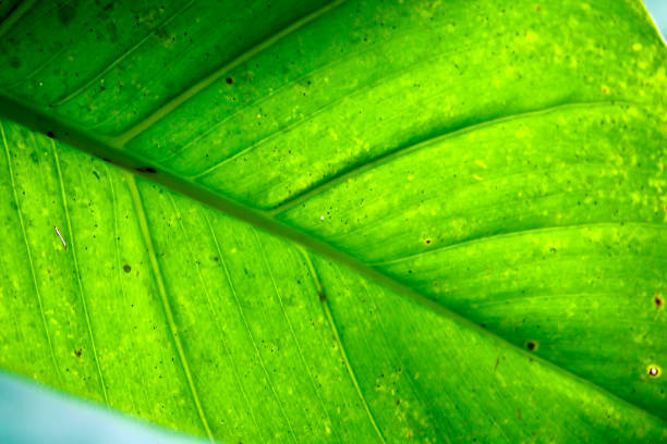 Sunlight shines through green leaves in natyre