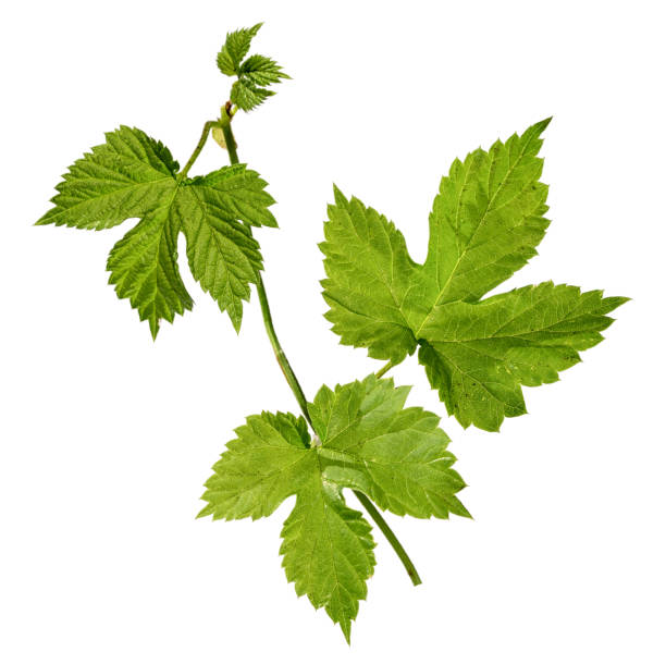 green hop leaves isolated on white background