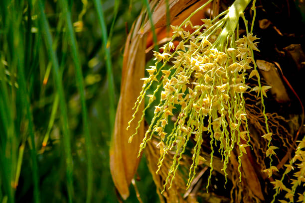 Pollination of palm trees in nature