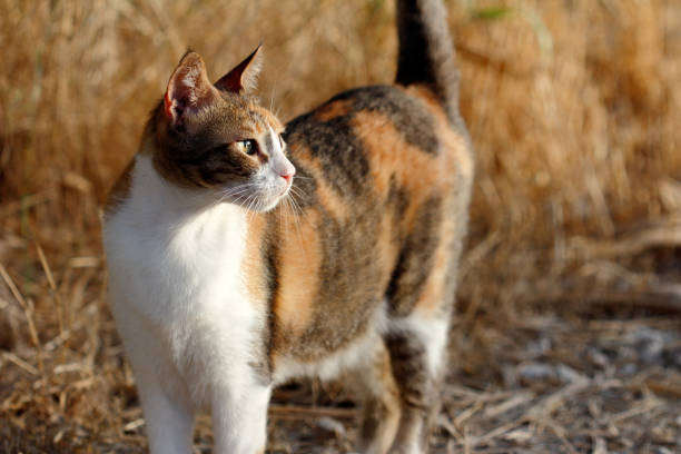 istock Feral multicolored cat in the countryside 975081082