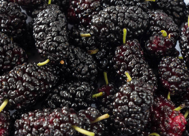 istock Fresh mulberries background. Texture mulberries close up. 975081774