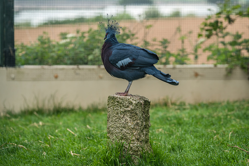 Black peacock-like bird portrait in a zoo cage