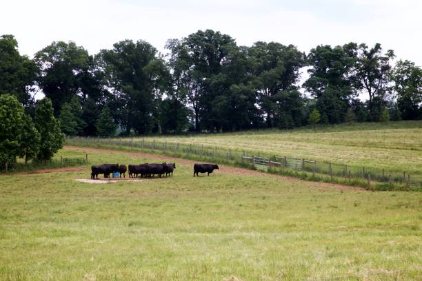 istock Black Angus cattle feeding in an open field 975086070