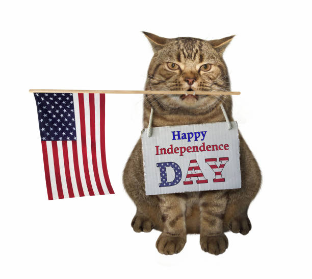 istock Cat with the American flag 975091282