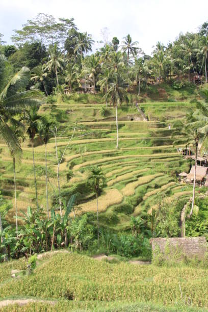 istock Tegallalang rice terrace 975097868