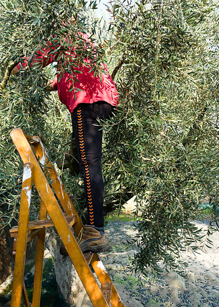 istock Harvest of olives 97509802