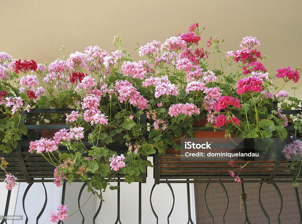 Géraniums sur le balcon - Photo de Balcon libre de droits