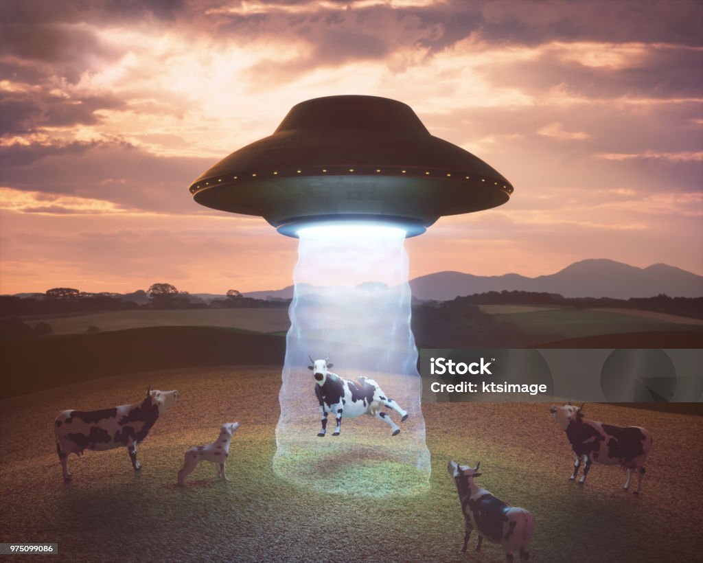 Alien Abduction On The Farm Cow on the farm being pulled by the tractor beam of the alien spacecraft. UFO Stock Photo