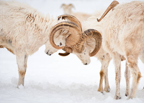 deux coureurs mouton dall (ovis dalli) fermer à clef horns - bighorn sheep ram sheep horned photos et images de collection