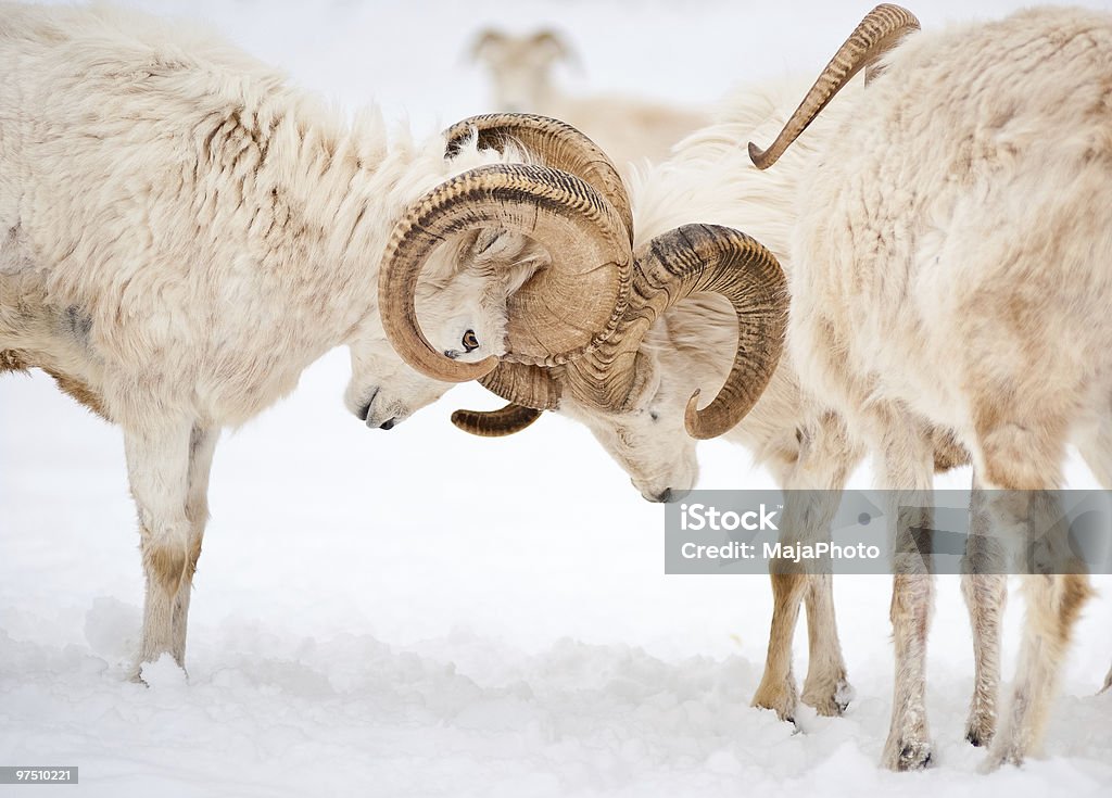 Dois ciclistas de carneiros-de-Dall (Ovis Dalli) bloqueando chifres - Foto de stock de Carneiro royalty-free